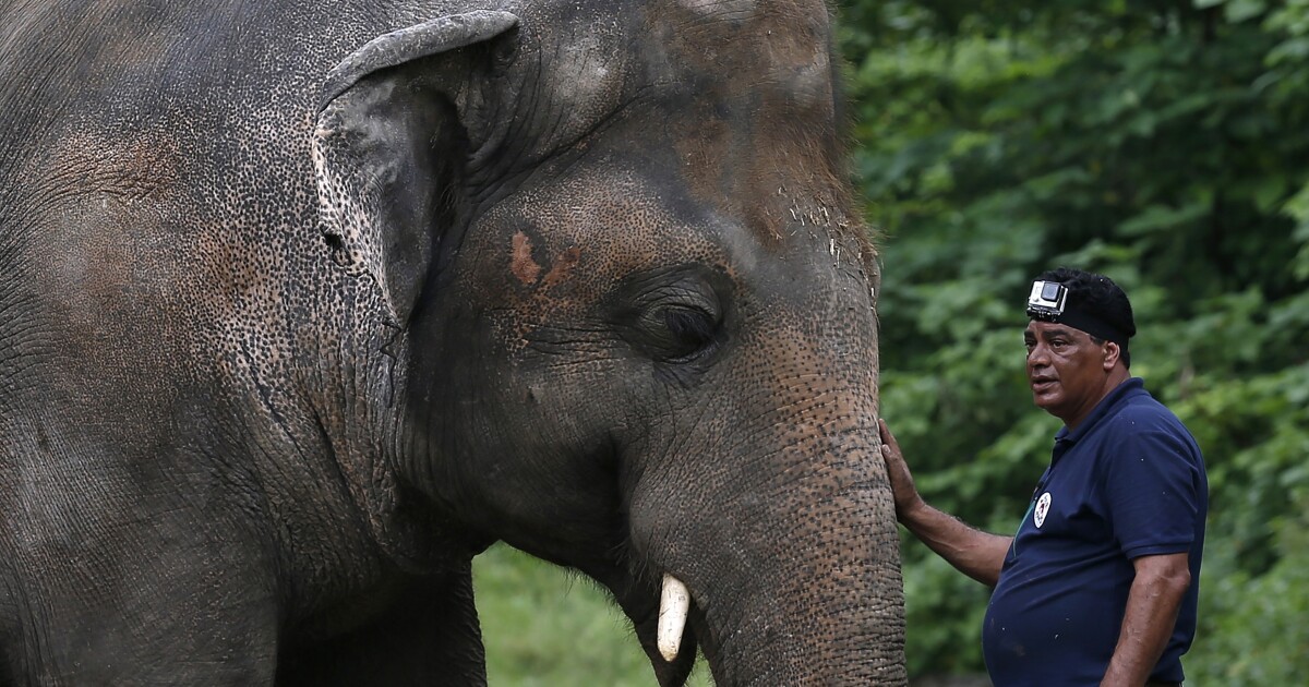 Cher — yes, Cher — helps rescue an elephant from captivity in Pakistan Cher — yes, Cher — helps rescue an elephant from captivity in Pakistan