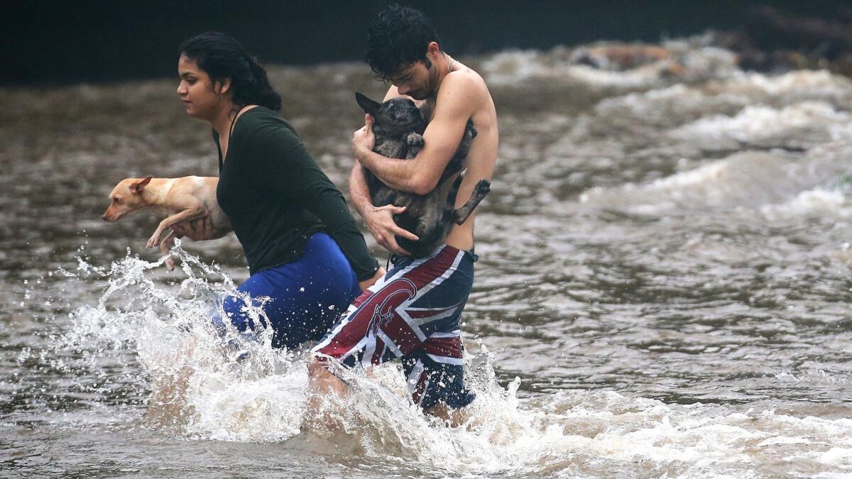 Residents carry dogs through floodwaters to dry land in Hilo, Hawaii.