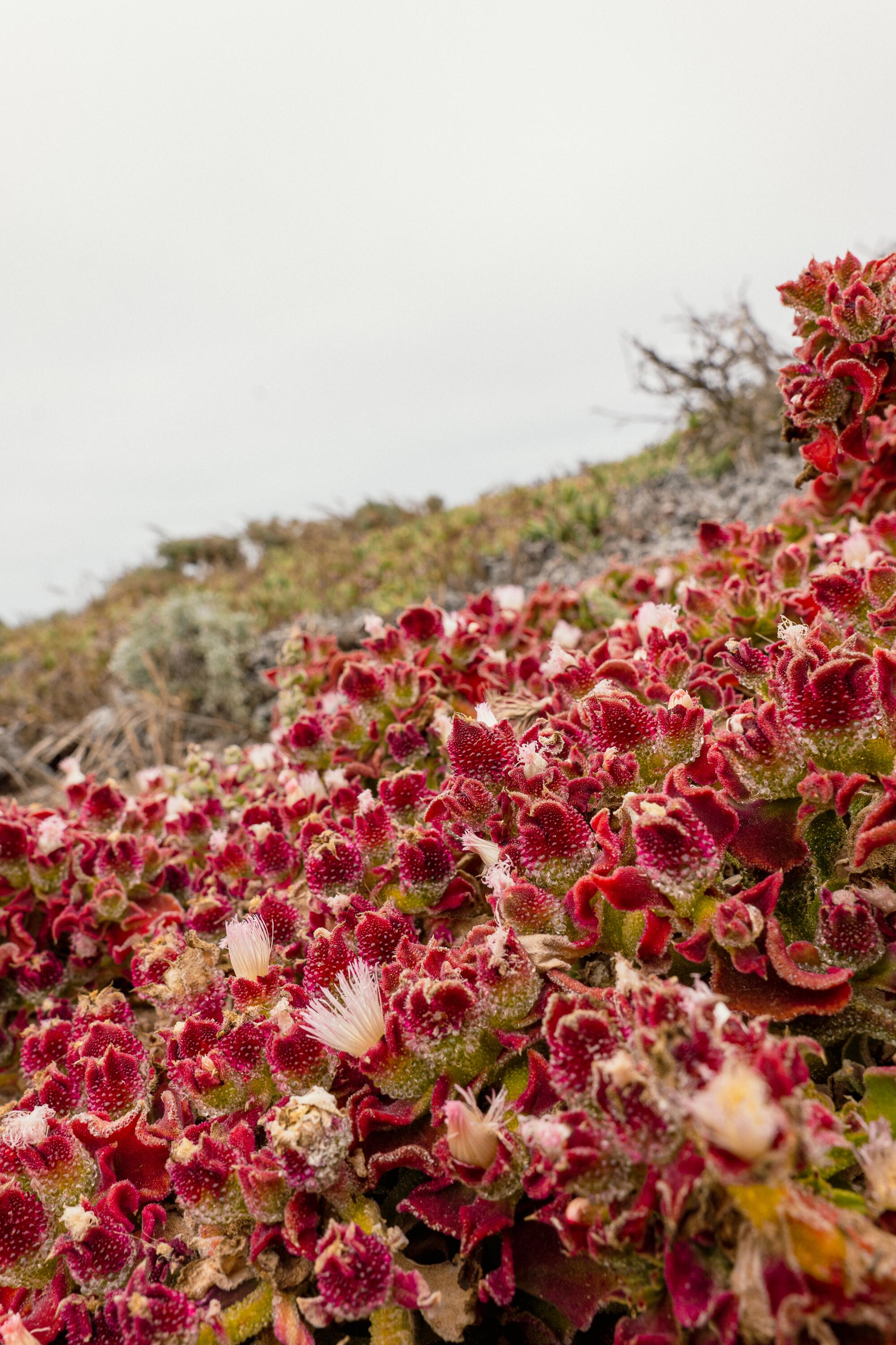 A red and white common iceplant growing on San Miguel Island. 