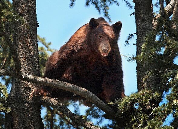 Up a tree