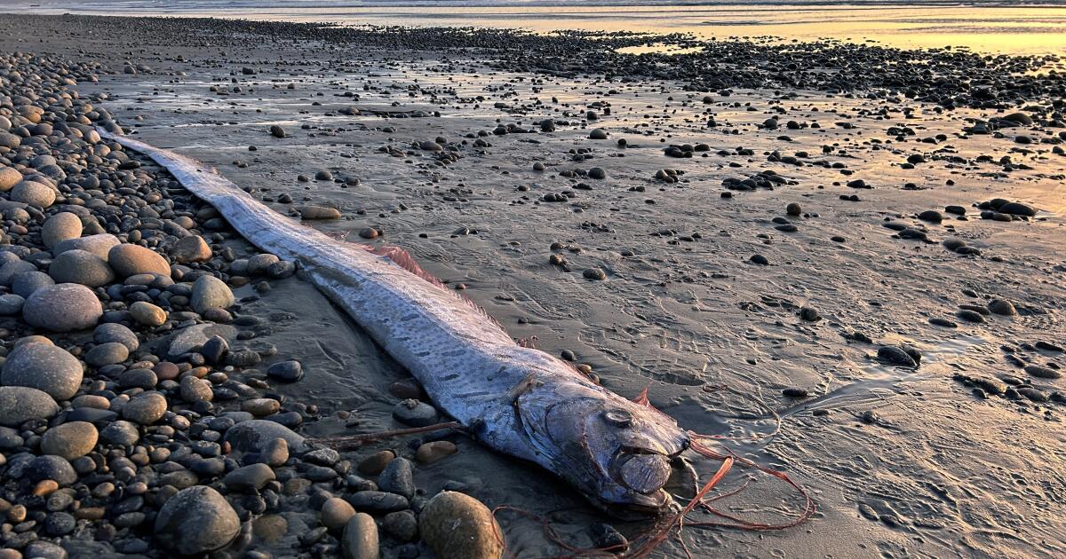 'Doomsday fish' washed ashore in California, but what does that mean?