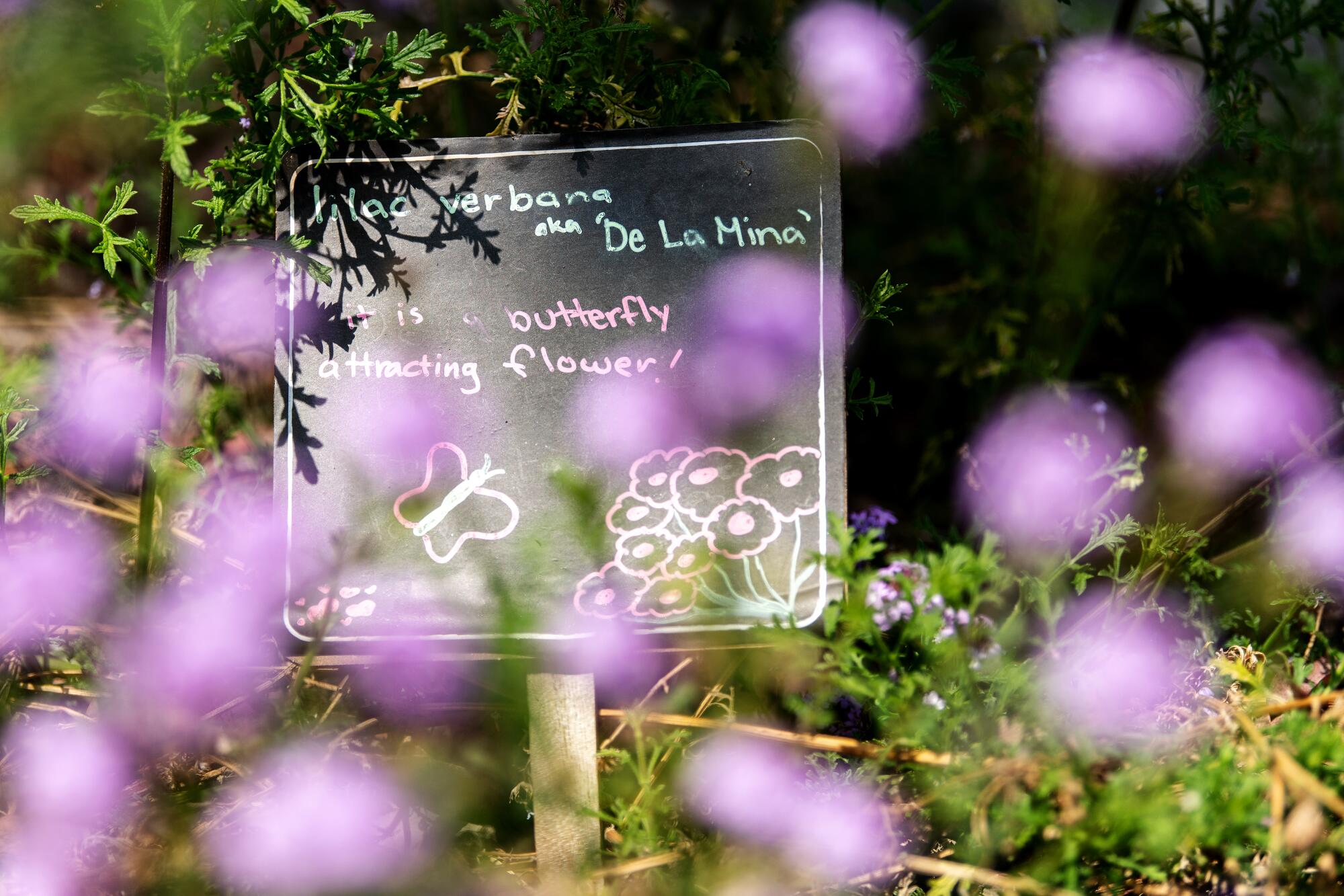Purple flowers in front of a sign identifying Verbena lilacina 'De La Mina,' with a drawing of a butterfly and flowers.