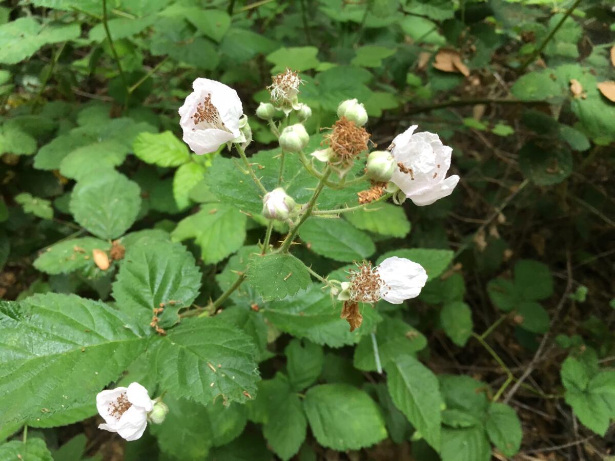 Blackberry flowers in the understory of the Cerro Alto Trail.
