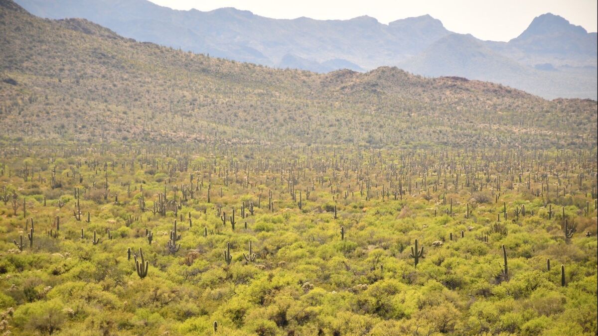 Organ Pipe Cactus National Monument, Arizona.