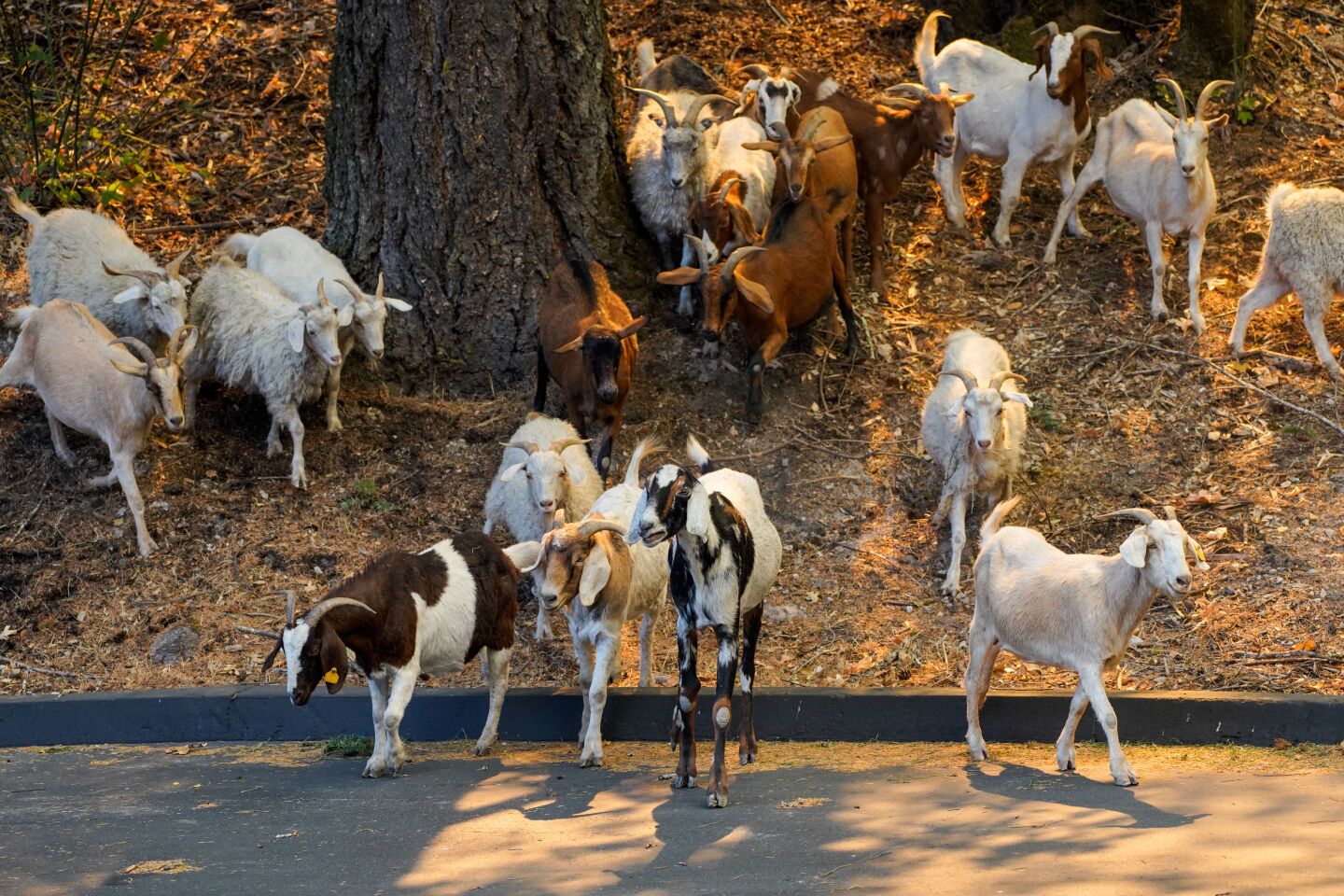 Goats group together during evacuation.
