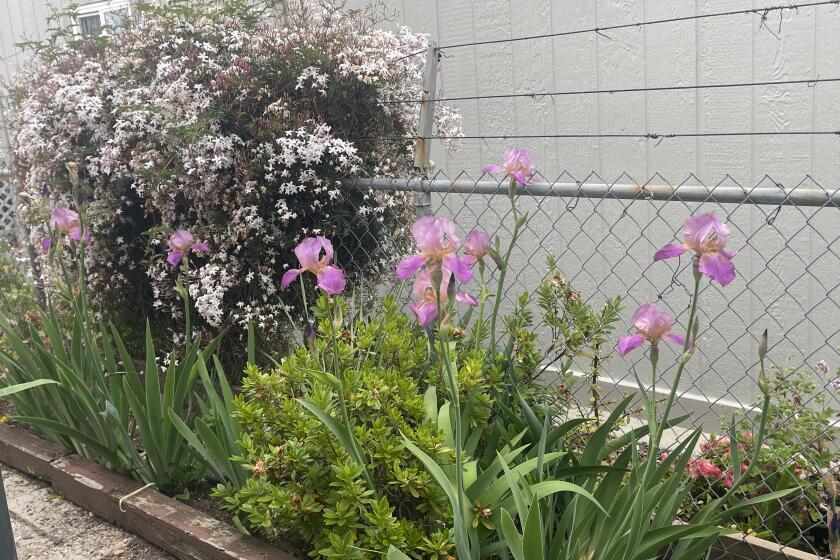 Cori Brown sent two photos of her spring"bumper crop" of pink irises. 