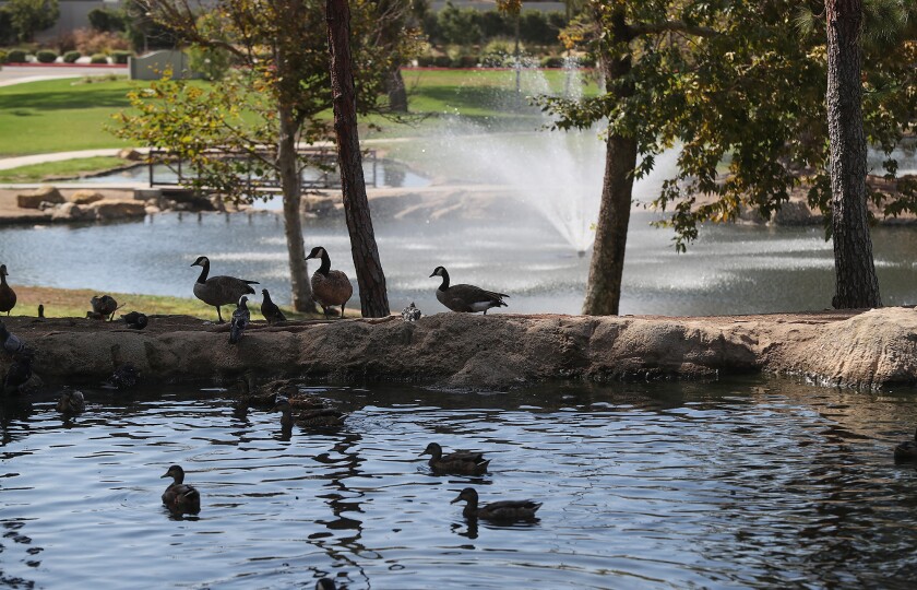 Geese and ducks stroll the grass at TeWinkle Park on Monday.