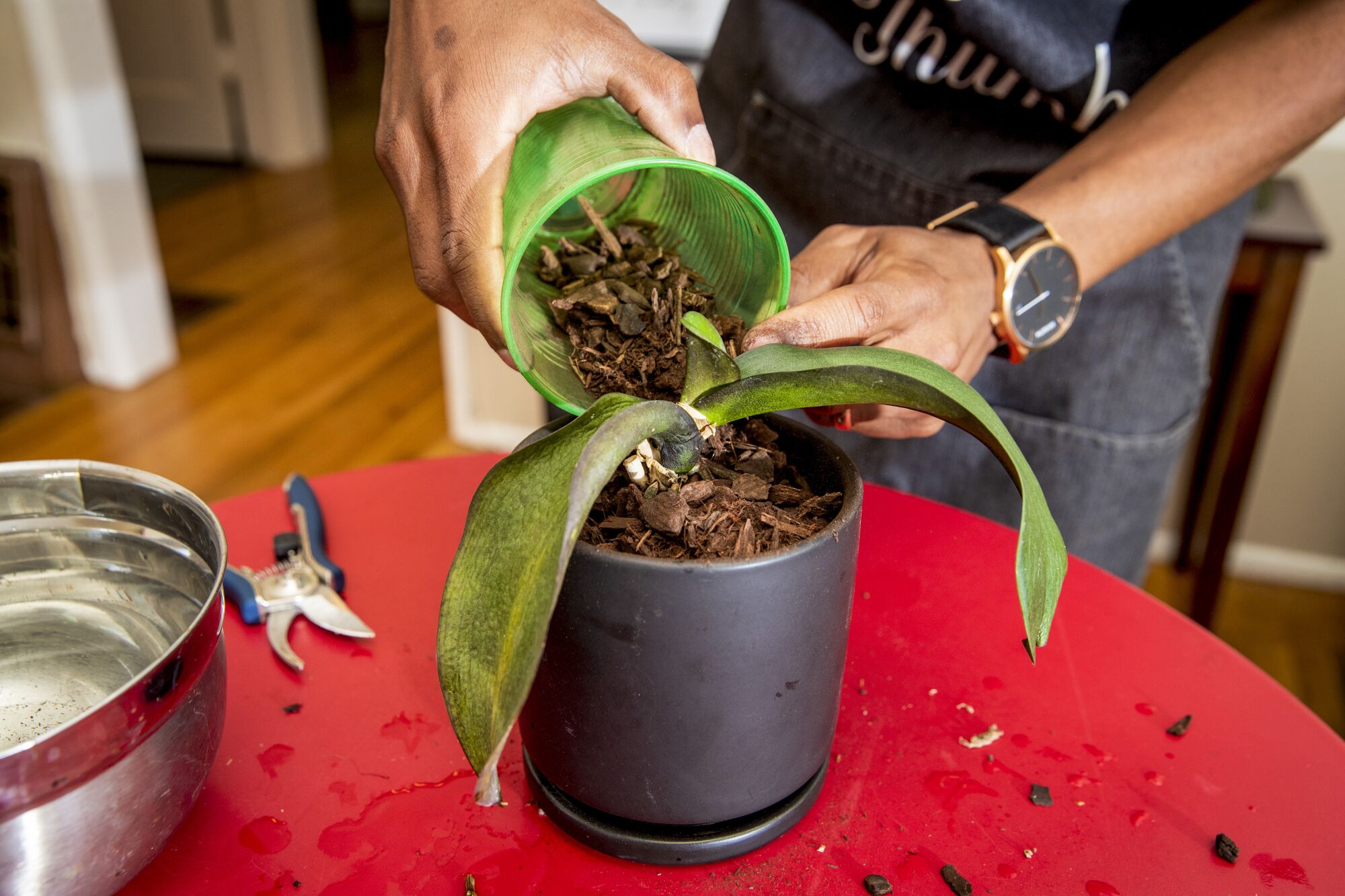 Adding bark potting material around a newly repotted orchid.