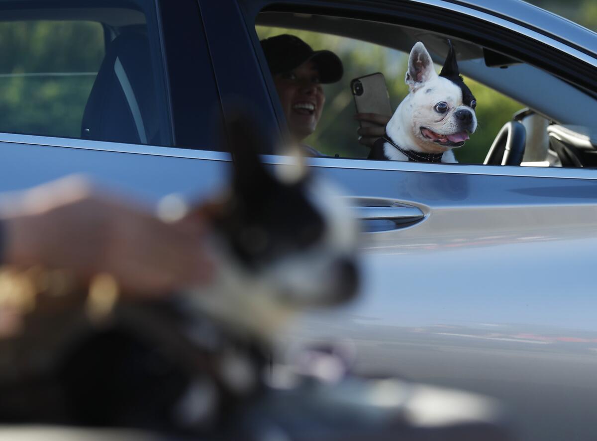 A black-and-white dog looks out a lowered car window.