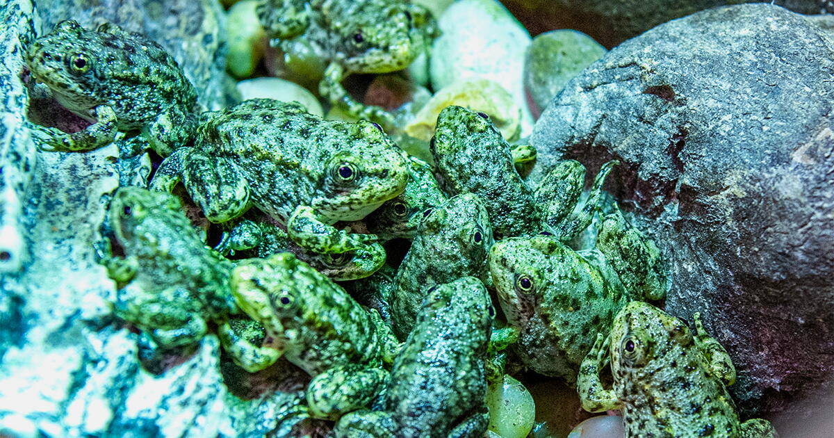 Long Beach Aquarium Saves Mountain Yellow‑Legged Frog