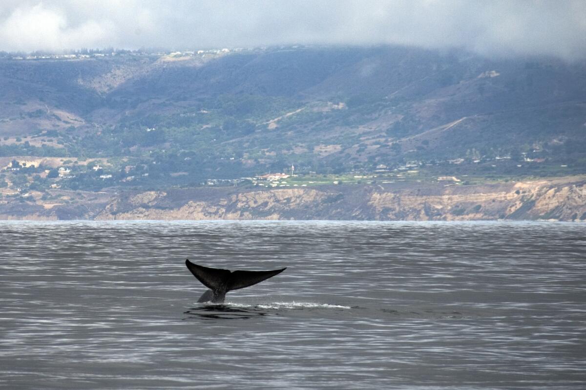 An 80-foot blue whale reveals its fluke as it begins a deep dive for krill off Long Beach.