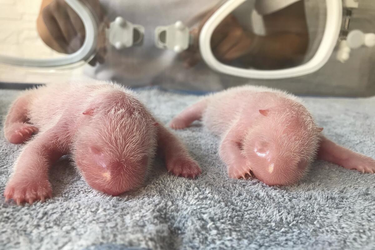 Dos pandas recién nacidos, en Shaanxi, China el 23 de agosto de 2022. 