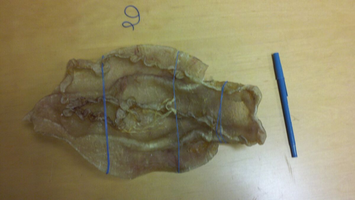 Federal officials display an air bladder from the endangered totoaba fish