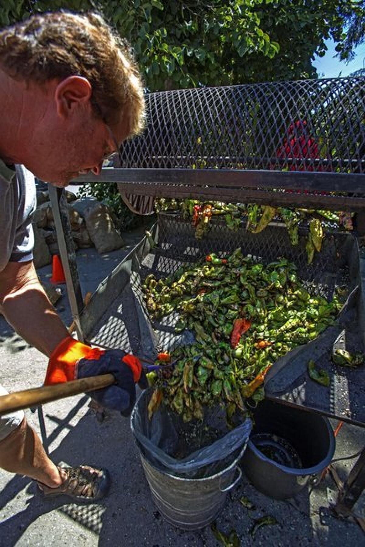 Bill Hendricks unloads roasted chiles at the University of New Mexico last year. This year, El Rey Farms is already taking orders.