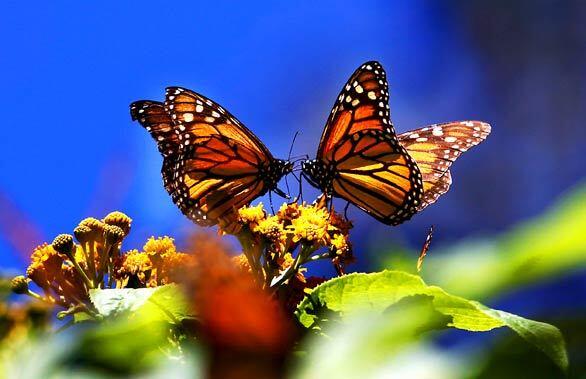 Monarch butterflies gather atop flowers at the Monarch Butterfly Biosphere Reserve, near the town of Chincua, Mexico.
