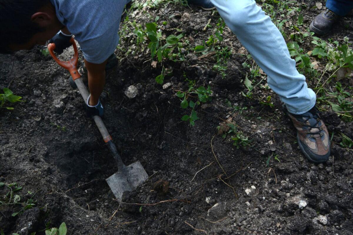 Habitantes del sector excavan en los alrededores del lugar donde la fiscalía mexicana confirmó el hallazgo de cadáveres en dos fosas, en Carrizalillo (México).