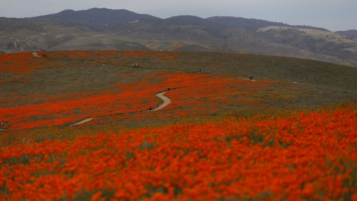 Visitors walks on a meandering path through fields of California poppies in Lancaster.