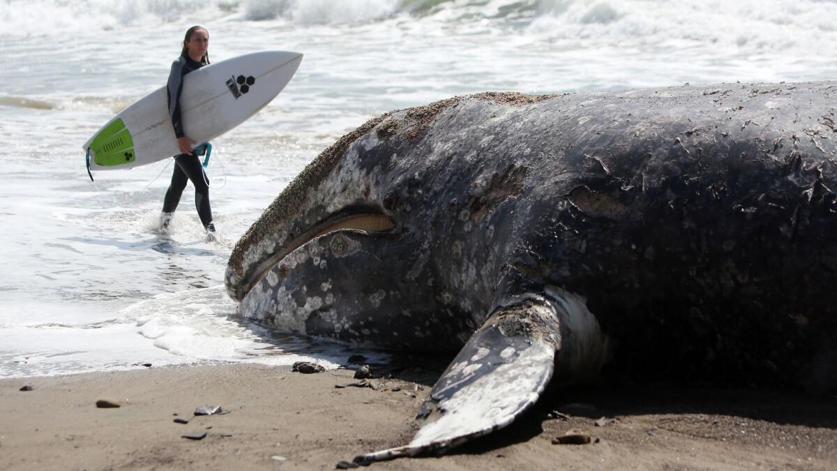 A surfer walks past a dead gray whale in Malibu at County Line Beach on Sunday.