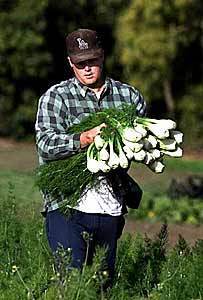 The day before market: Mark Carpenter gathers fennel on the 13 acres his family farms in Santa Paula.
