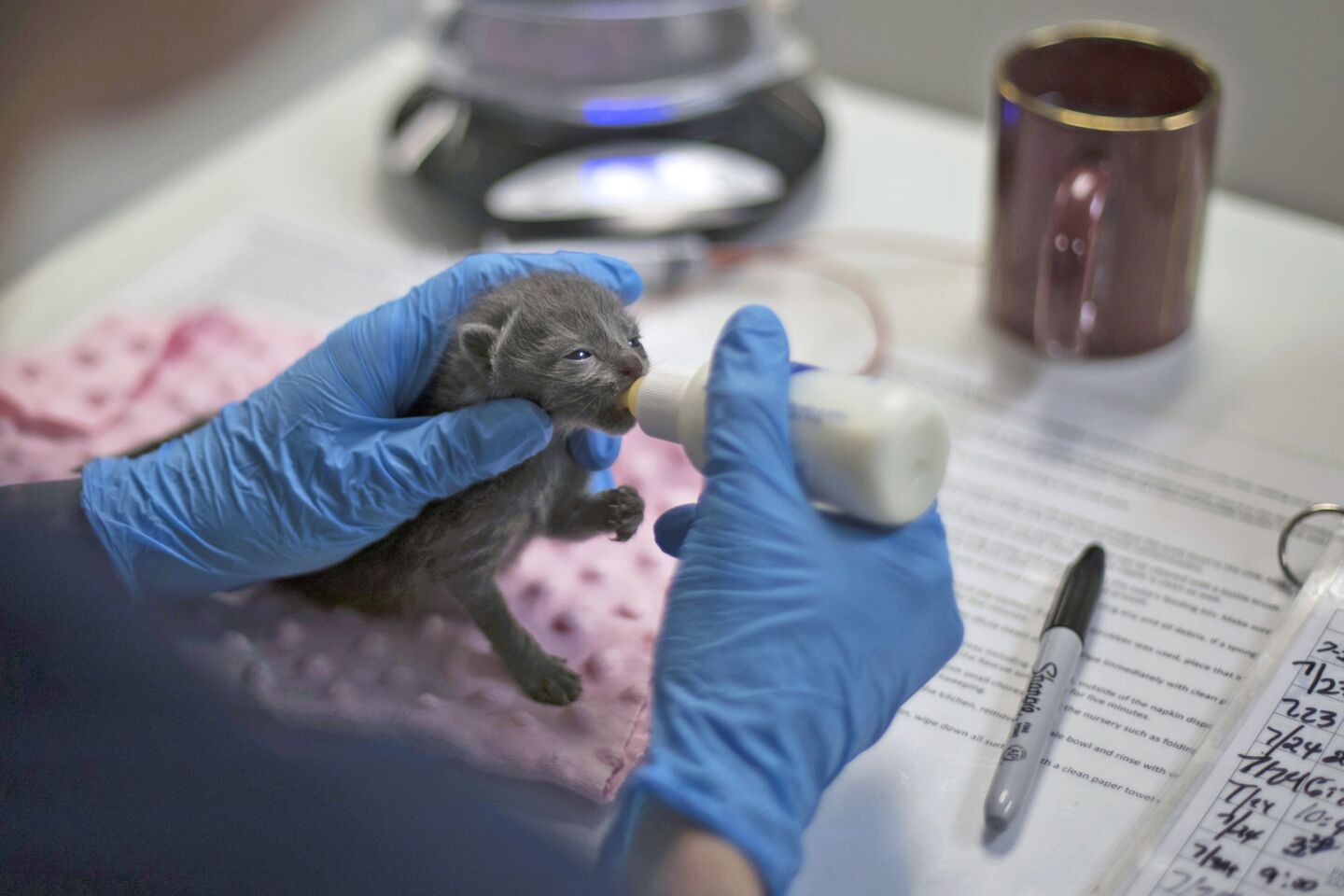 Inside a no-kill kitten nursery
