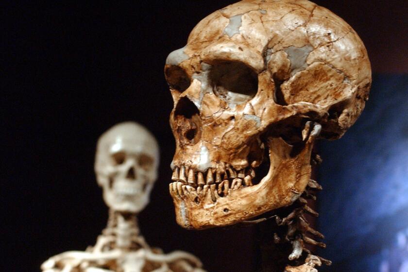 A reconstructed Neanderthal skeleton, right, against the backdrop of a modern human skeleton model.
