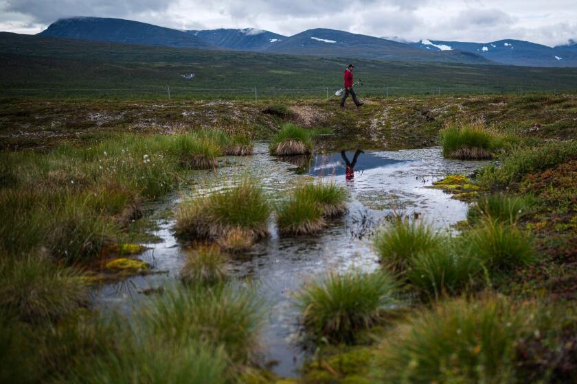 Keith Larson, head of the Abisko Scientific Research Station, walks past a pond formed by melting permafrost under the ground at the Storflaket mire on August 24, 2021, near the village of Abisko, in Norrbotten County, Sweden. - In the Arctic in Sweden's far north, global warming is happening three times faster than in the rest of the world. Storflaket and the nearby Stordalen sites are key centres of research in Europe into the effects of climate change on permafrost. The methane is released as the permafrost melts. (Photo by Jonathan NACKSTRAND / AFP) (Photo by JONATHAN NACKSTRAND/AFP via Getty Images)