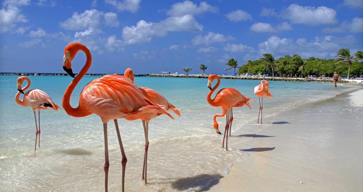 Flamingos enjoy the beach in Aruba in the Caribbean. Airfare is $417 on American and Delta through much of the fall and winter.