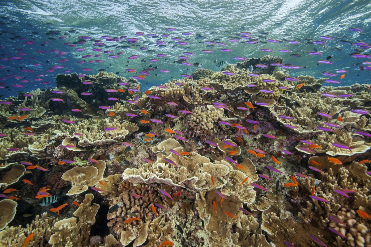 Colorful fish around a coral reef