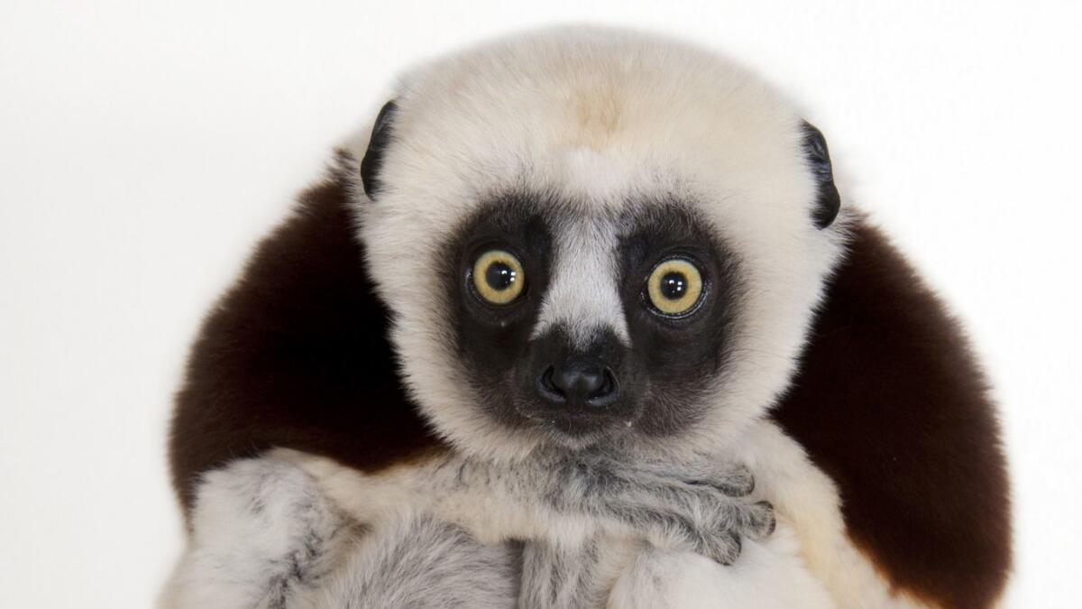 An endangered Coquerel's sifaka (Propithecuscoquereli) at the Houston Zoo.