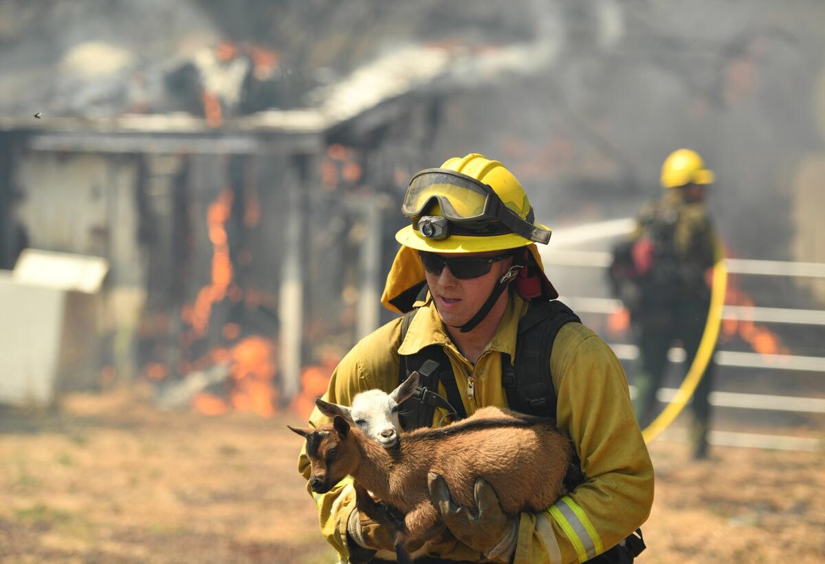 Un bombero rescata una cabra de una casa en llamas en Bonham Road, cerca de Lower Lake, en California, el 14 de agosto de 2016. (AP Foto/Josh Edelson)