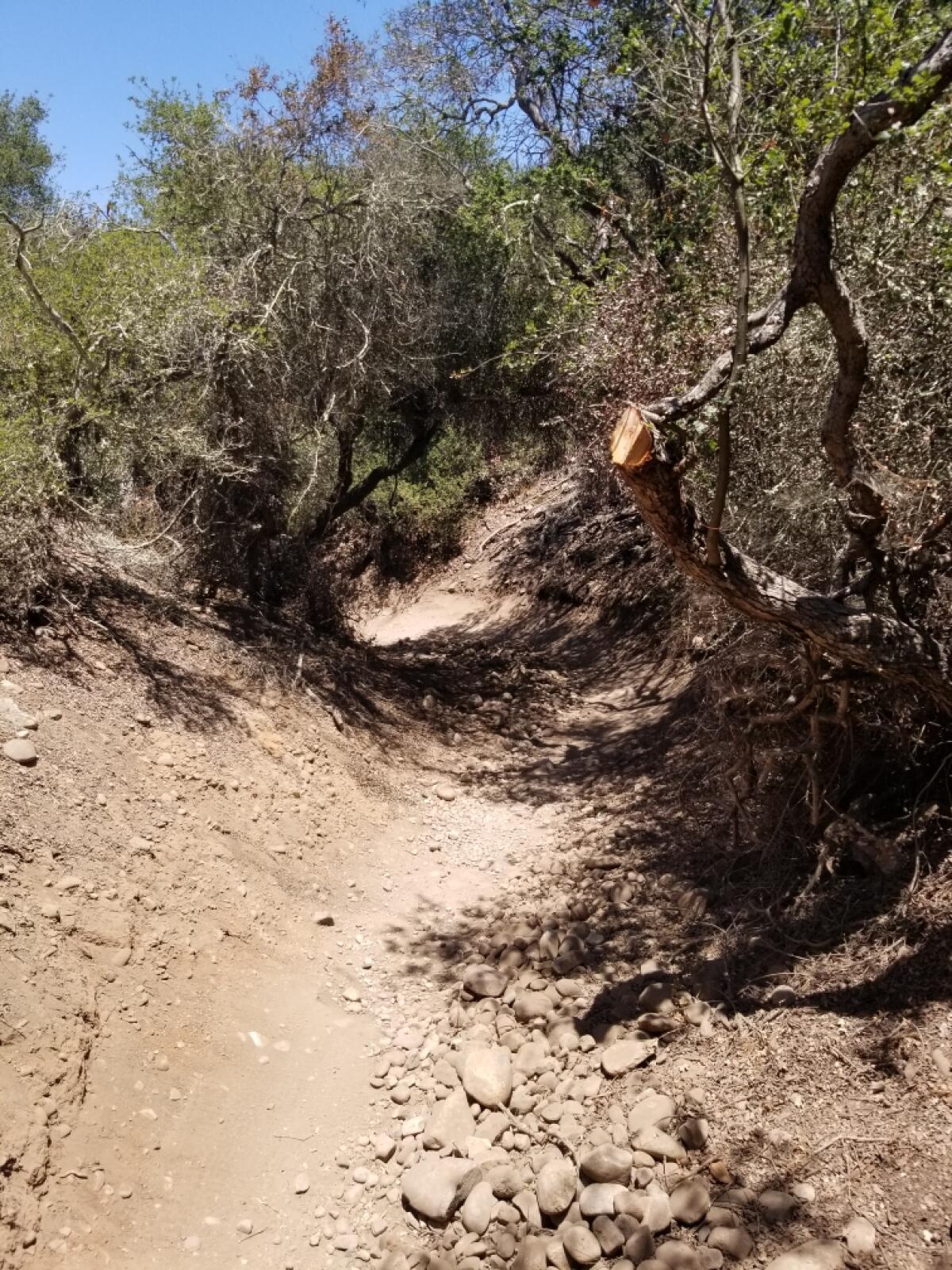 Someone made several cuts on the Del Mar Mesa Preserve's tunnel trail.
