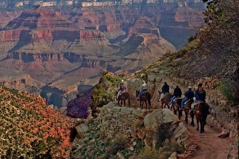 A mule train winds its way down the Bright Angel Trail.