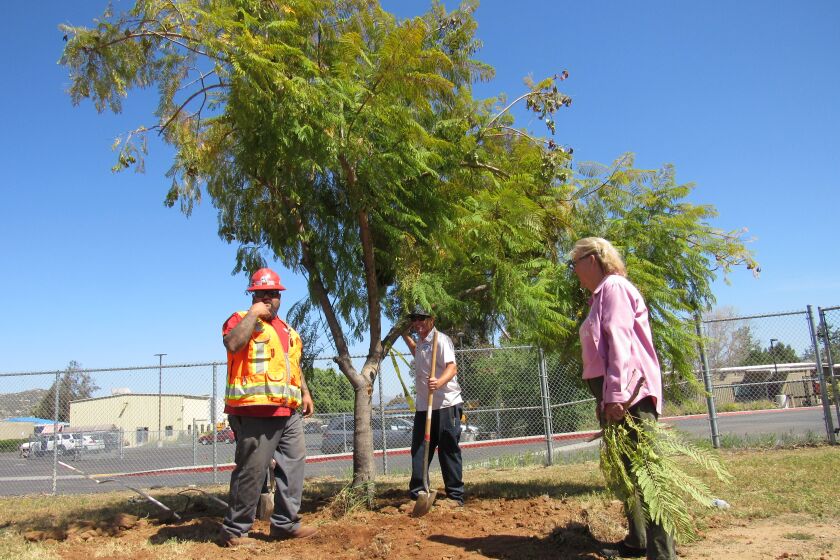 Andre Botter of Anton's Services (left), Richard Wedge of Lakeside Unified School District and Betty McMillen oversee the replanting of a jacaranda tree near Lakeside Middle School on Friday morning.