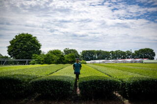 A man stands amid a field of green plants under a bright, cloud-filled sky