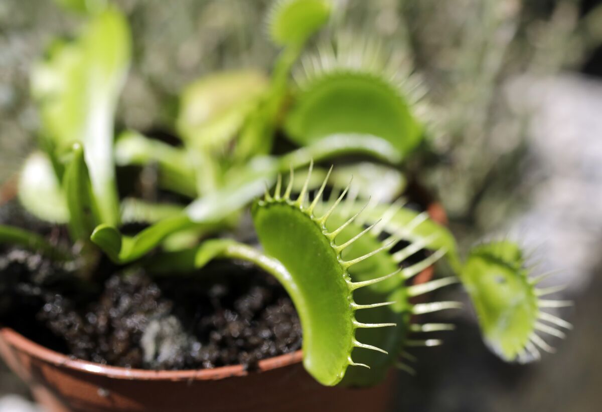 An up-close look at a Venus flytrap