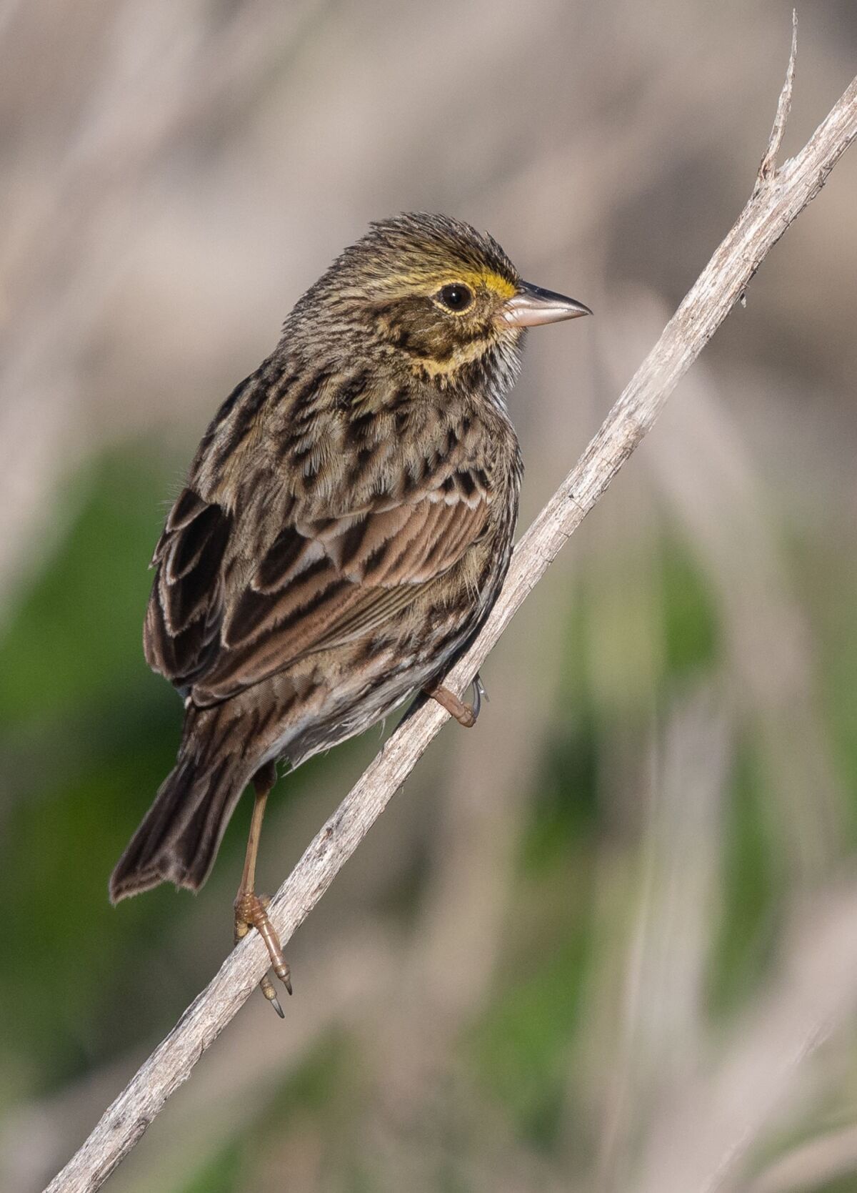 Belding’s savannah sparrow make their home in Kendall Frost Marsh; the species is endangered.