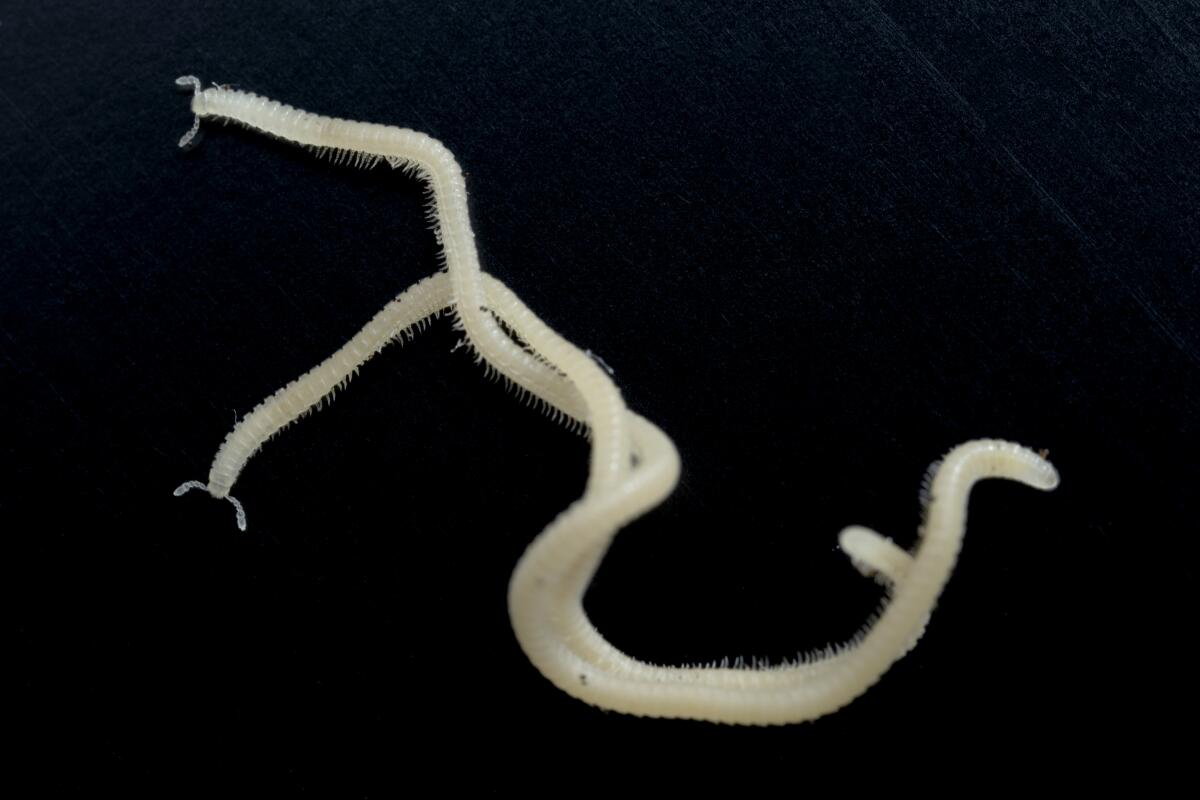 A pair of thin, pale wormlike creatures are intertwined on black background.