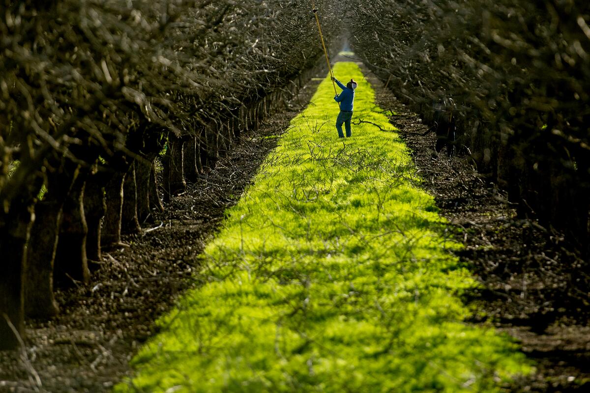 A worker prunes trees in an orchard.