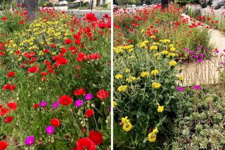 A California garden grows in a parking strip, where poppies nod into the bike lane, brushbacked by roaring Harleys and pickups.