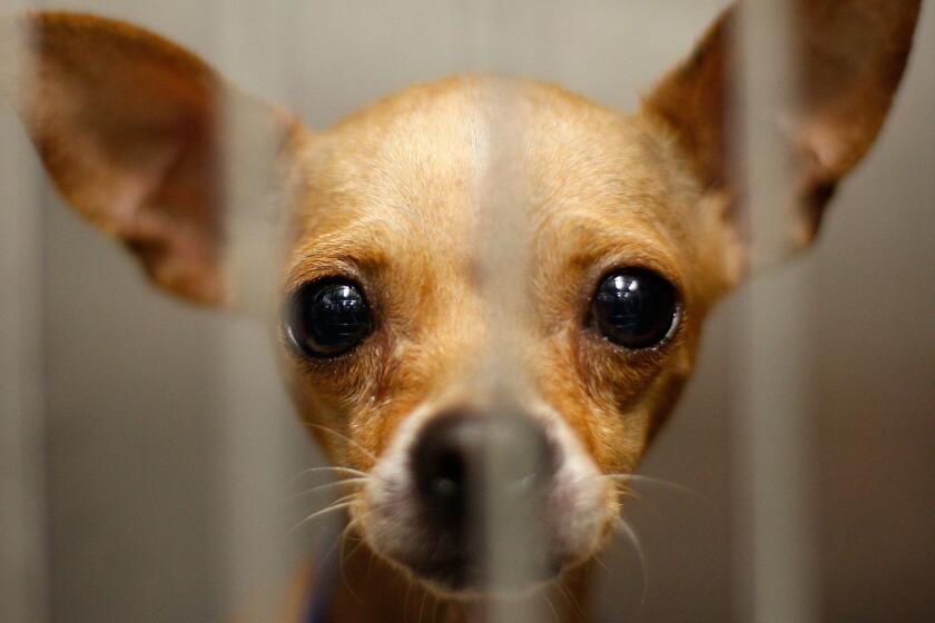 LOS ANGELES, CA - DECEMBER 15: A Chihuahua waits adoption at a Los Angeles Department of Animal Services shelter on December 15, 2009 in Los Angeles, California. Chihuahuas make up about a third of the dogs at many California shelters, so many that some shelters are shipping Chihuahuas to other states to find homes. A shelter in Oakland sent about 100 to Arizona, Oregon and Washington. Recently, a Los Angeles city shelter flew 25 Chihuahuas to Nashua, New Hampshire where all found homes within a day through the local Humane Society. Experts have blamed the glut of abandoned Chihuahuas in California on the influence of pop culture, a bad economy, puppy mills and backyard breeders. Fans sometimes abandon the dogs when they are no longer new and cute to them or when expensive vet bills start to add up. The tiny dogs are named for the Mexican state of Chihuahua. (Photo by David McNew/Getty Images) ORG XMIT: 94973345