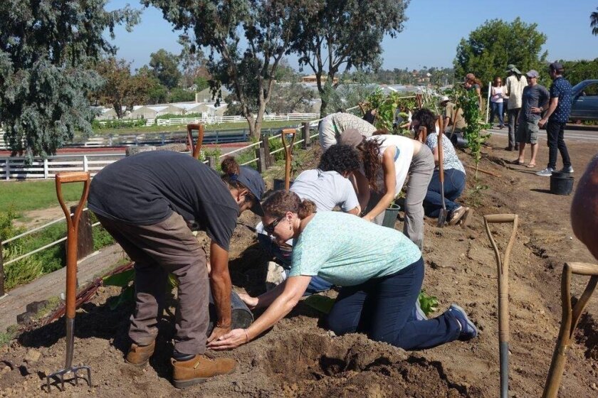 Digging In At Coastal Roots Farm Encinitas Advocate