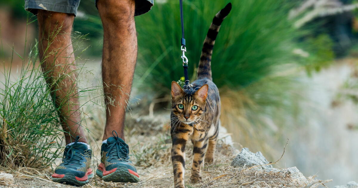 想和你的猫一起去洛杉矶吗?以下是如何保证他们的安全