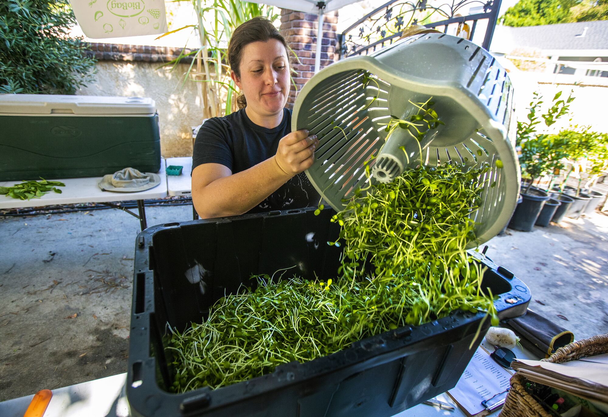 A woman tosses harvested sunflower sprouts into a large plastic bin.