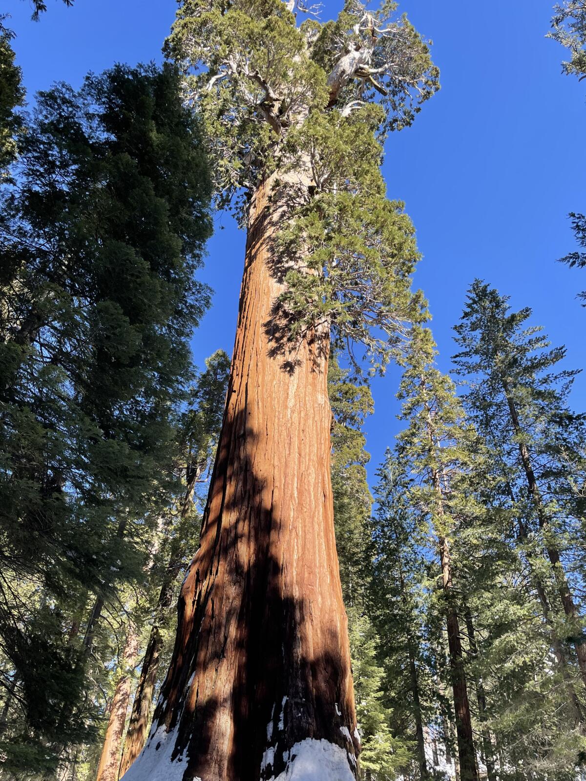 A tall sequoia tree centered among other trees in a forest.