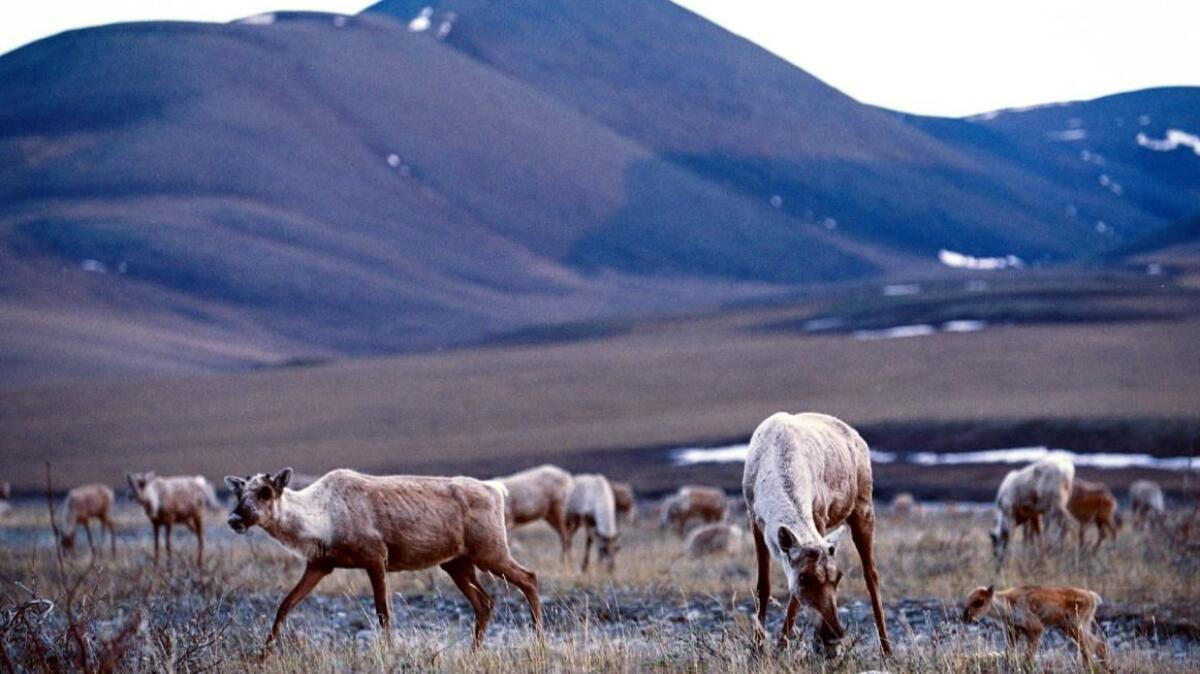 Caribou along the tundra of the Arctic National Wildlife Refuge on Dec. 1, 2003.