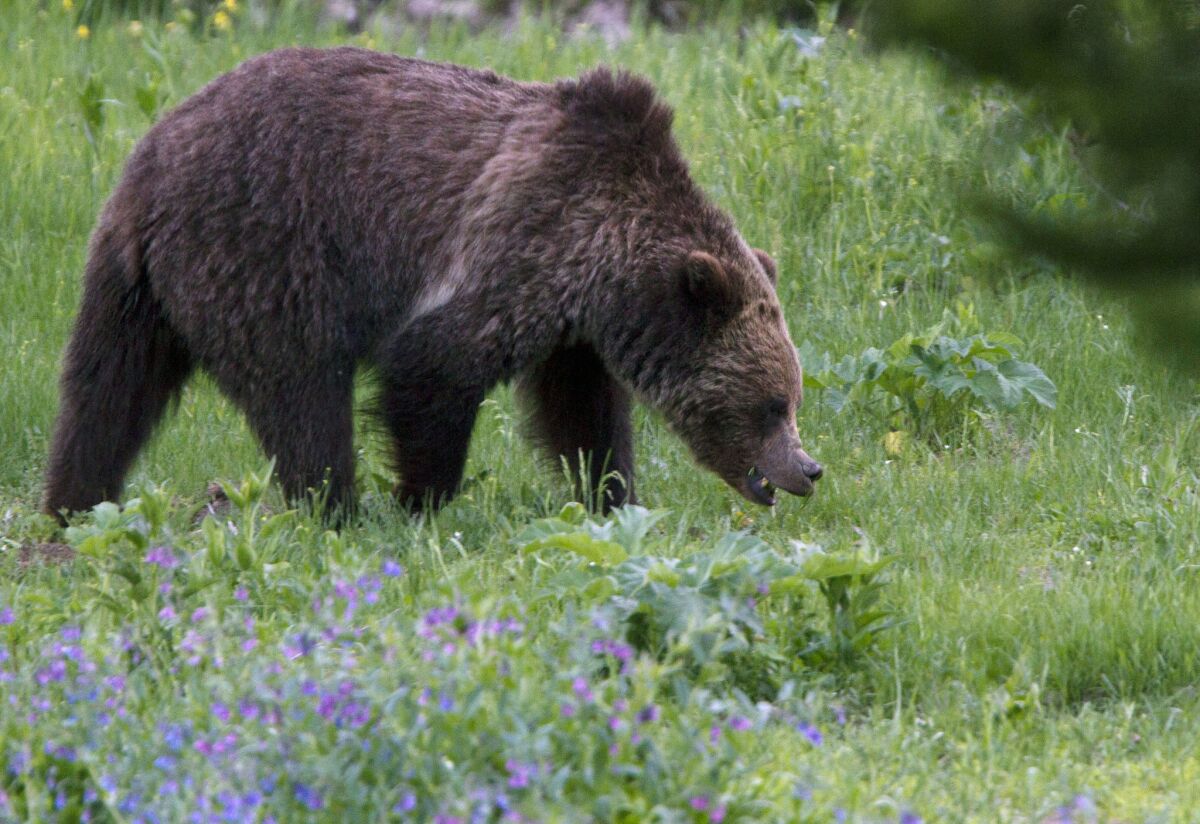 A grizzly bear roams near Beaver Lake in Yellowstone National Park. A new study has found that the percentage of nutritious berries rose in the diet of grizzlies after wolves returned to the park.