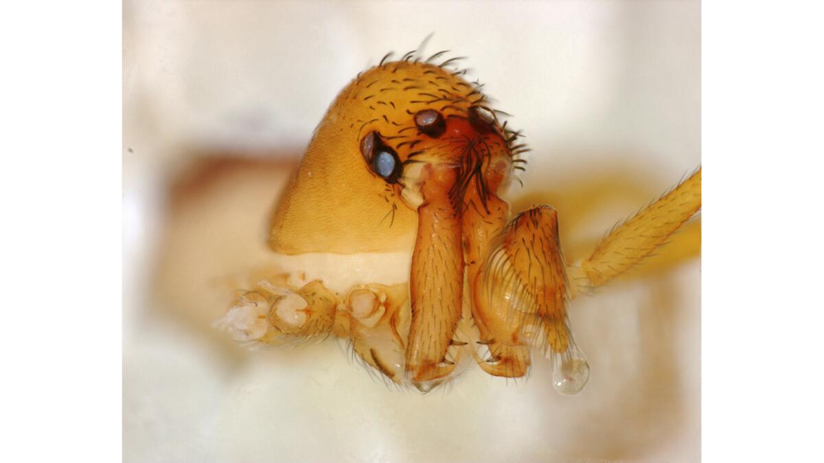 A male Chilarchaea quellon, a kind of trap-jaw spider with the ability to strike its prey at lightning speed and with super-spider power.