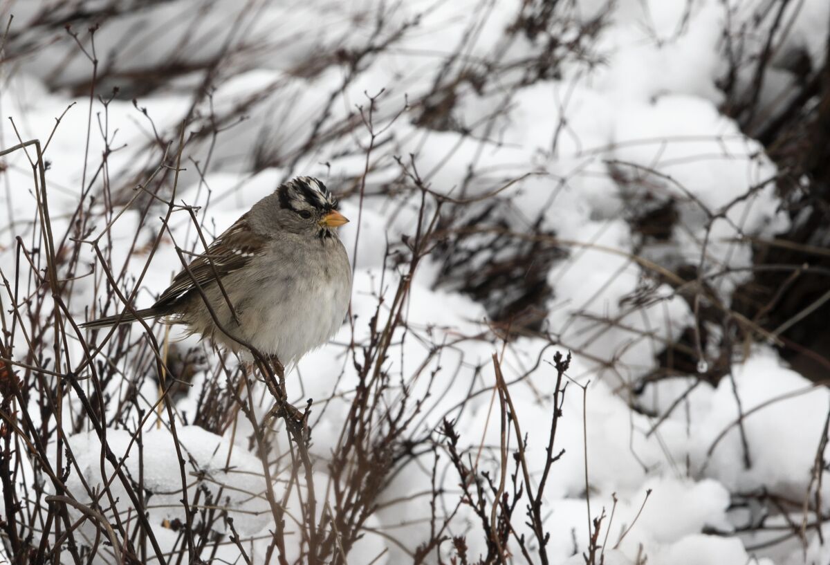 A white-crowned sparrow trying to warm itself up near Pine Valley.