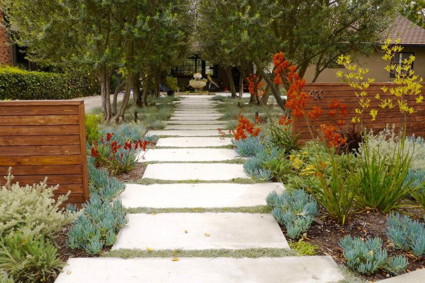 A large front yard covered with Bermuda grass and weeds was swapped for water-wise UC Verde buffalo grass, concrete pavers and drought-tolerant plants. See what it looked like before here.