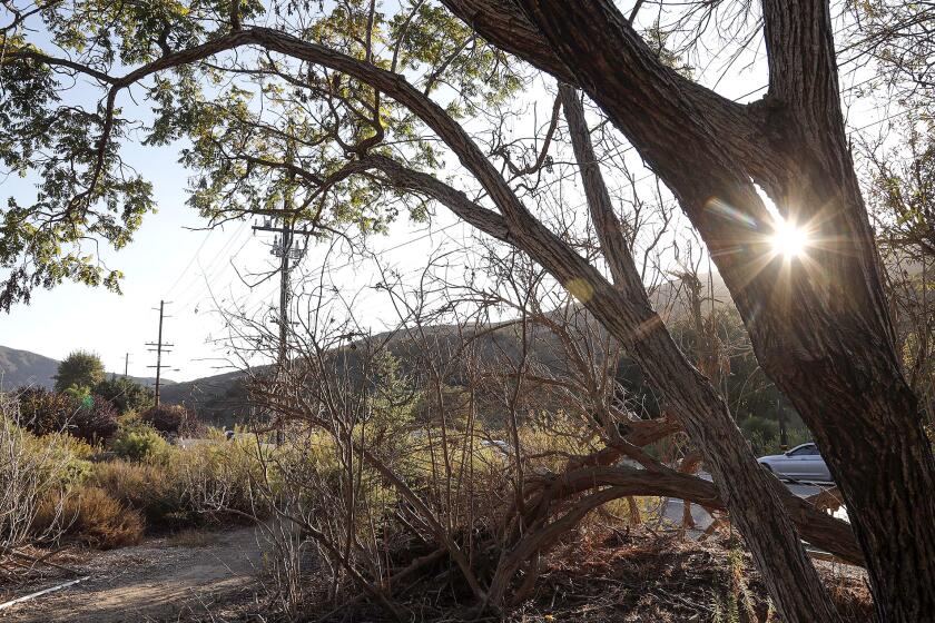 The city recently accepted a couple of donations to assist with the DeWitt Habitat Restoration project on the five-acre property in Laguna Canyon. A trail adjacent to the Canyon road is shown above.